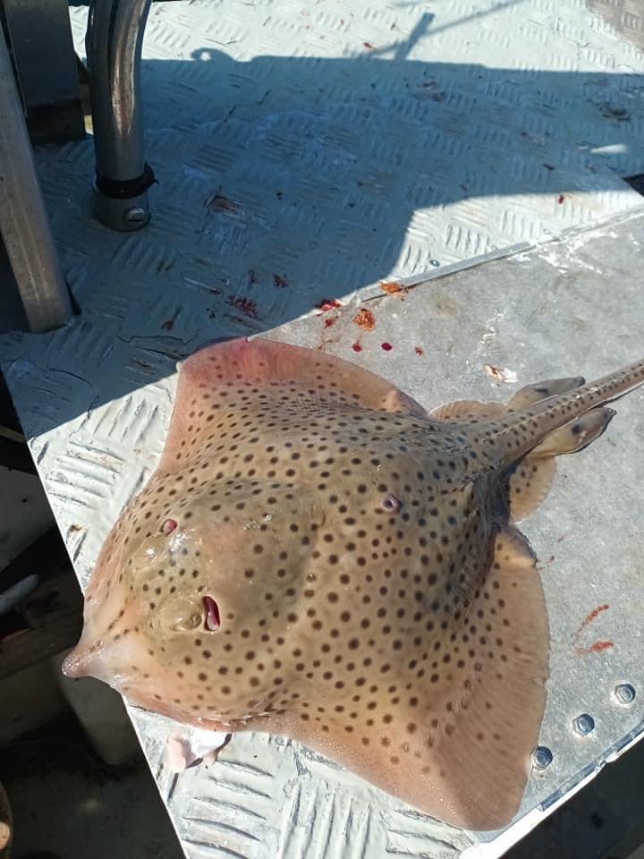 Always a good angling report from federation member Al Marsden