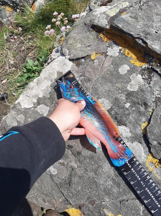 Fish of the month for June  ** Sponsored by Rooney Fishing Supplies**