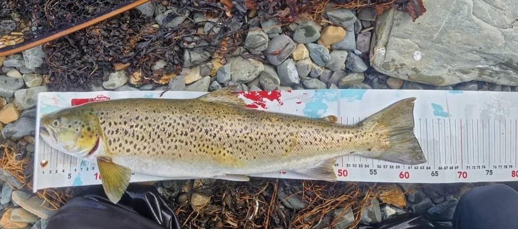 Midnight on Halloween saw the finish of our "lure caught only" sea trout hunt