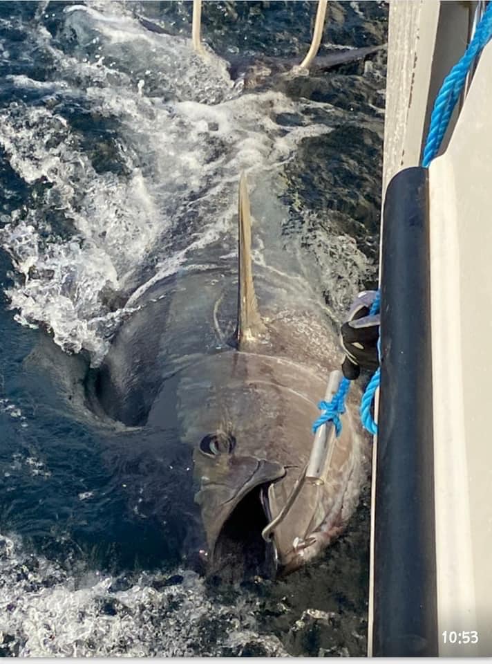 NIFSA member Pamela Marten shows how it’s done by pumping out a nice 320lb tuna