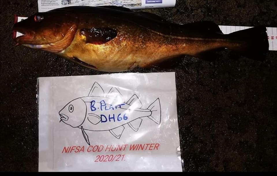 Our annual Cod hunt has ended with very slow results
