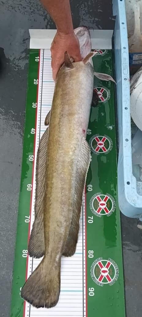 Our members have been keeping themselves busy with the ongoing lure species hunts