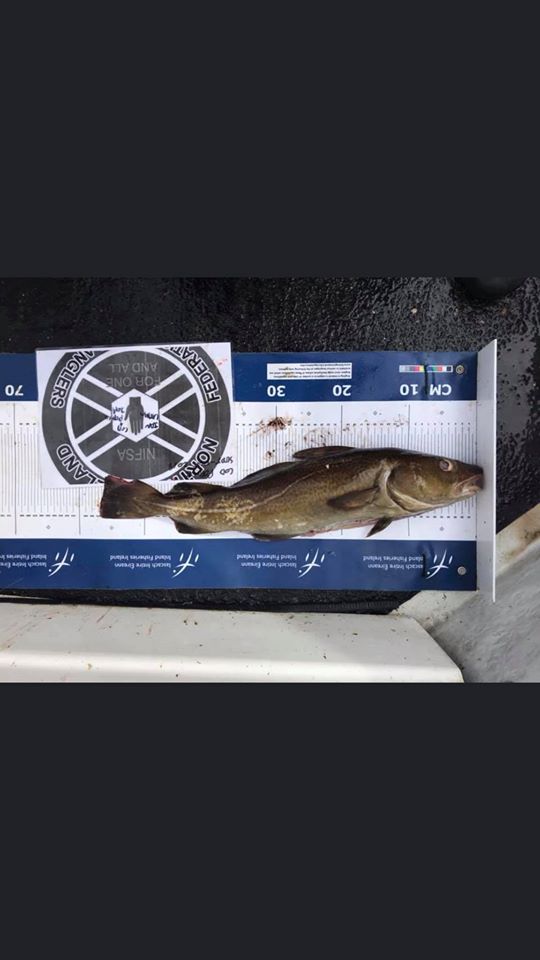 Results for the biggest cod and pollack boat comp are now out