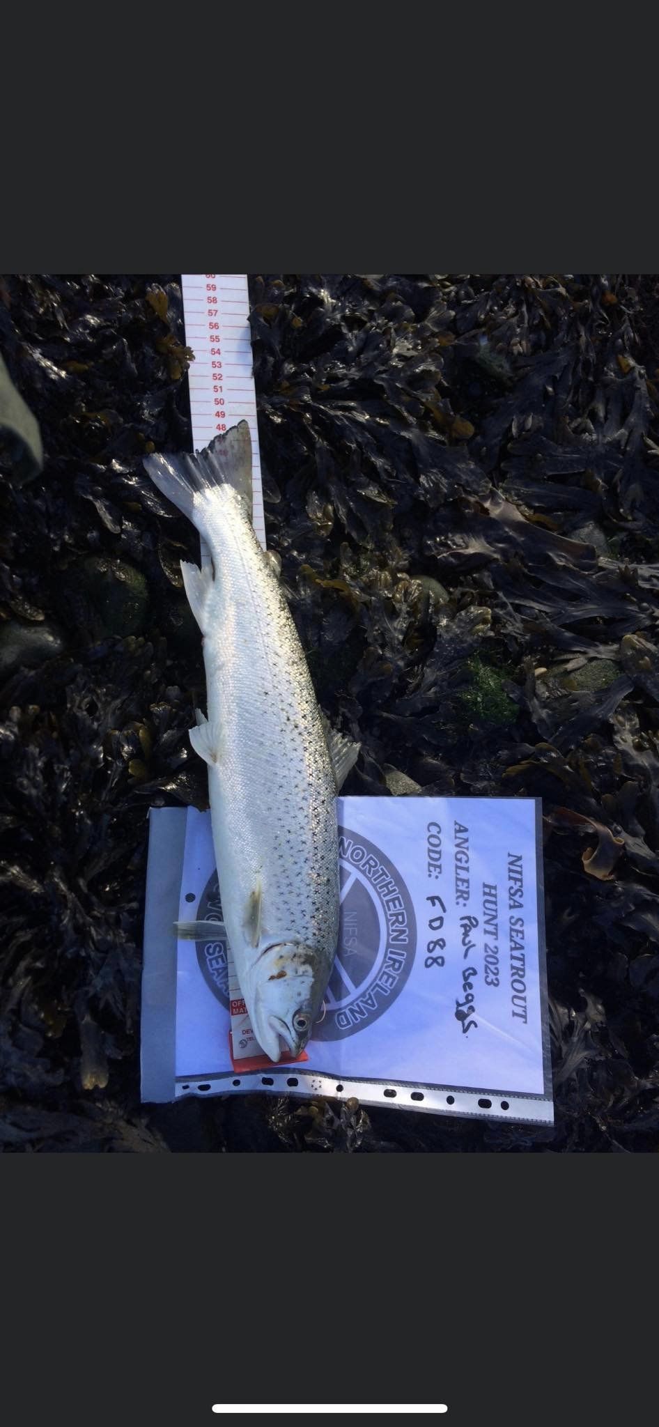 Some nice Seatrout, Bass and Pollock starting to show for our 2 species competitions