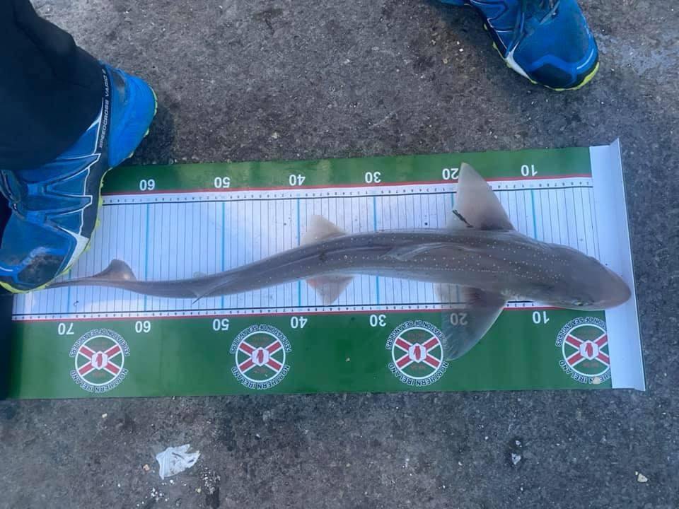 Some pics of fish caught by some Federation members around the coastline