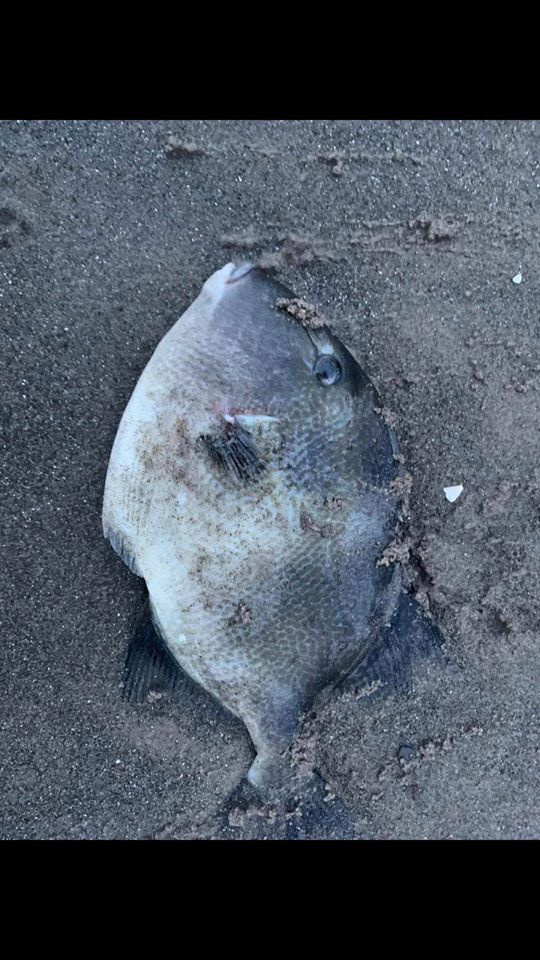 Some strange species are starting to show around our north east coastline