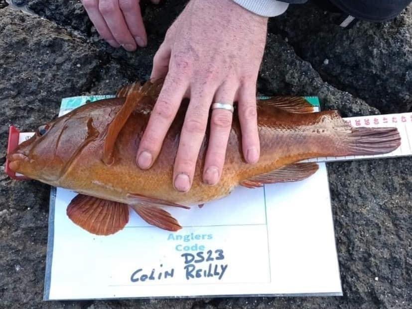 Species hunt 2022