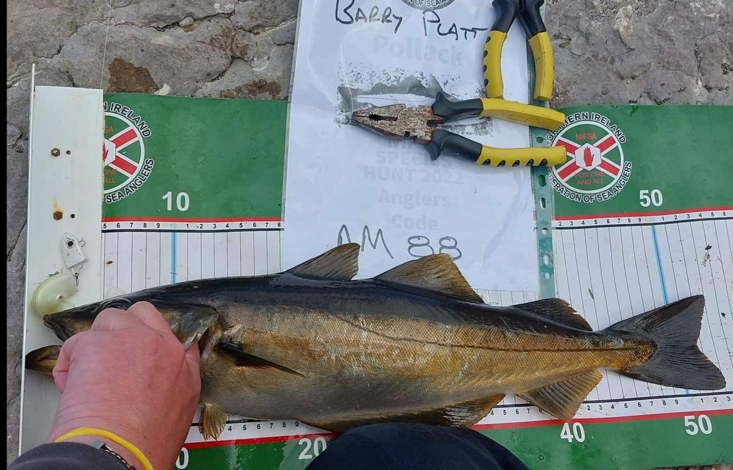 Summer Species Hunt : Pollack