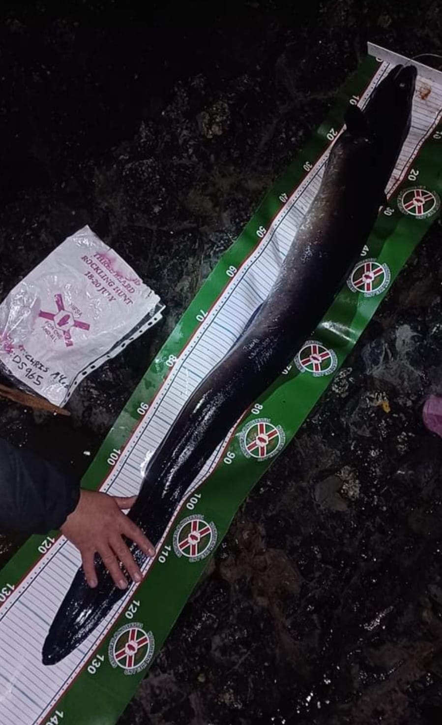 This weekend past saw the conger eel and three bearded rockling