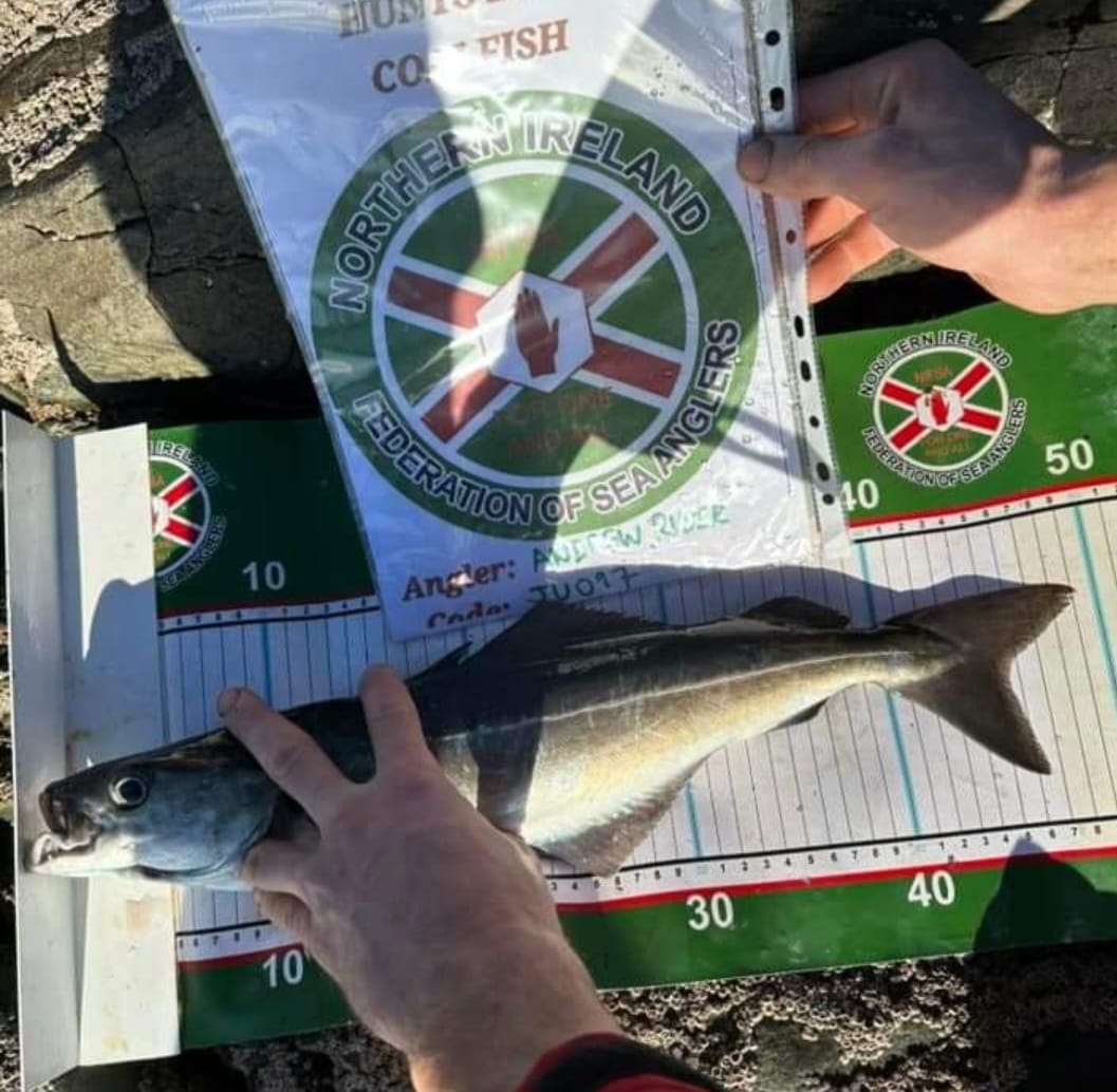 This weekend saw the coalfish leg of our ongoing species hunt