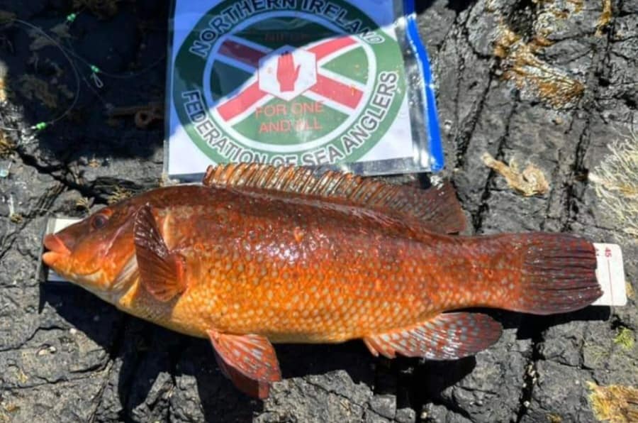 This weekend saw the second leg of our Summer Species Hunts where members target a certain species