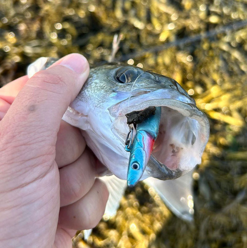 HTO Pathfinder Soft Lure