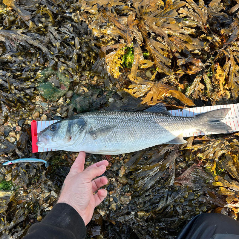 HTO Pathfinder Soft Lure