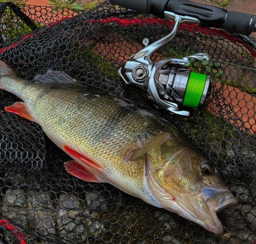 Shimano Stradic FM Reel