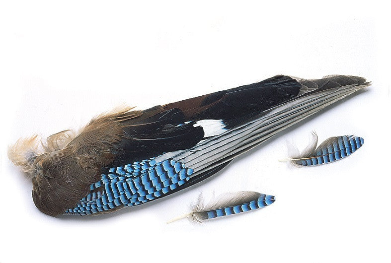 Veniard Blue Jay Hackles