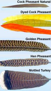 Turrall Tails