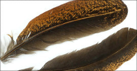 Turrall Wing Quills