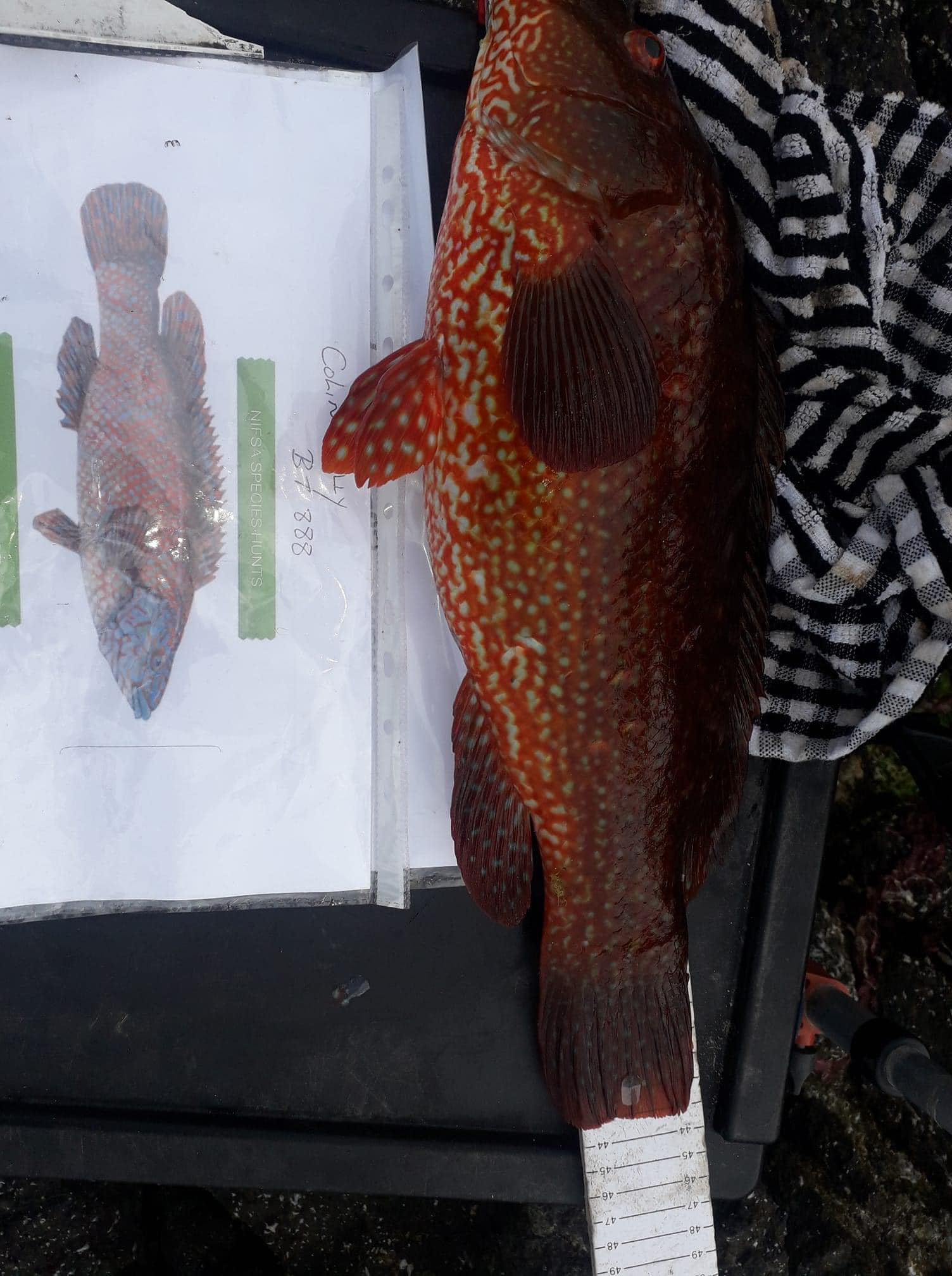 Below is the report on our Wrasse hunt with only a 1/3 of the competitors giving in results