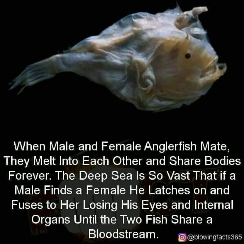 Fishing and angling and angler fish...... it’s a love affair😍