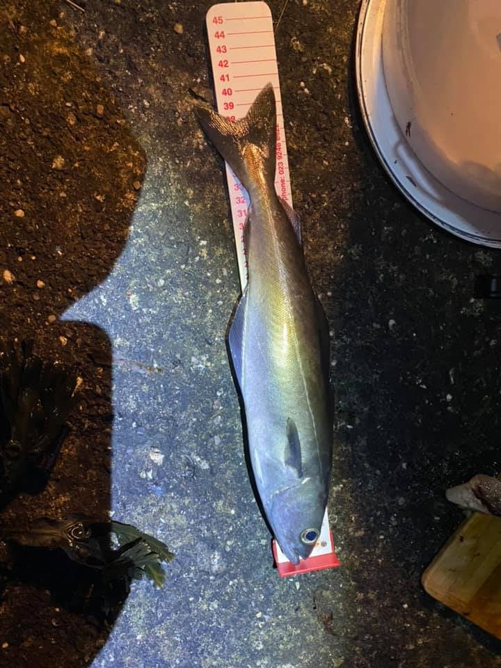 Still a few fish around. Matt, Drew and Louis getting in on the action. But will the codling show!
