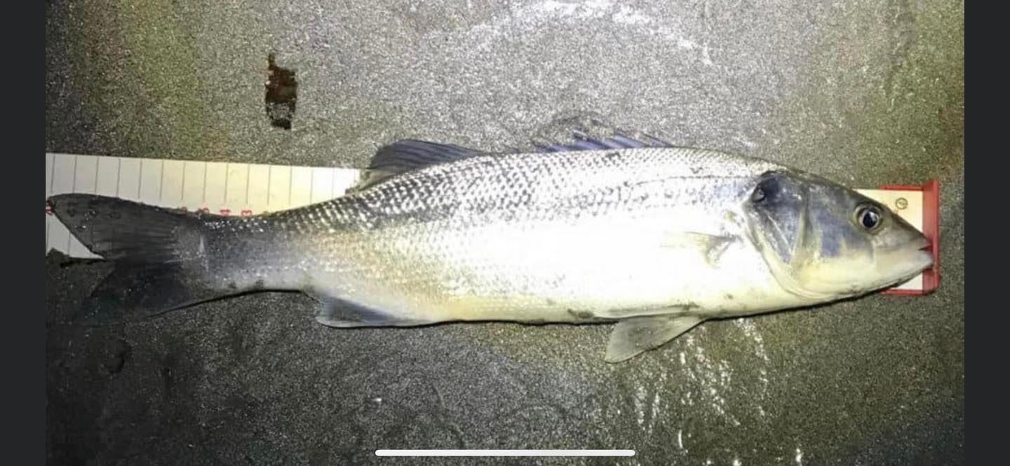 The Final Fish of the Month for 2021