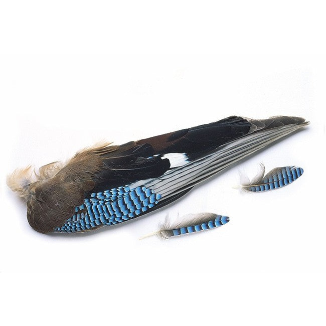 Veniard Blue Jay Wings